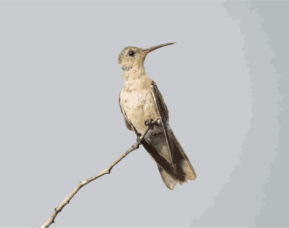 Wildlife,Vertebrate,Rubythroated Hummingbird