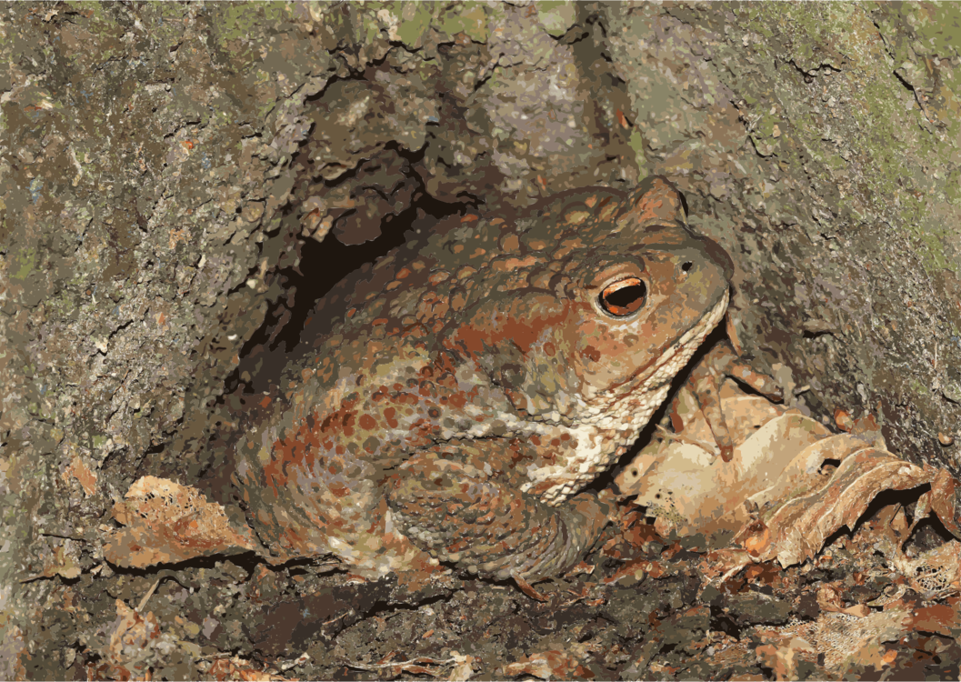 Texas Toad,Eleutherodactylus,Toad