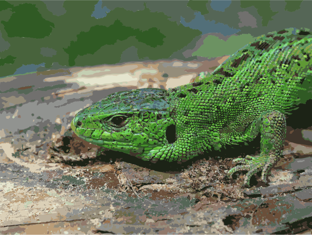 Reptile,Chameleon,Gecko