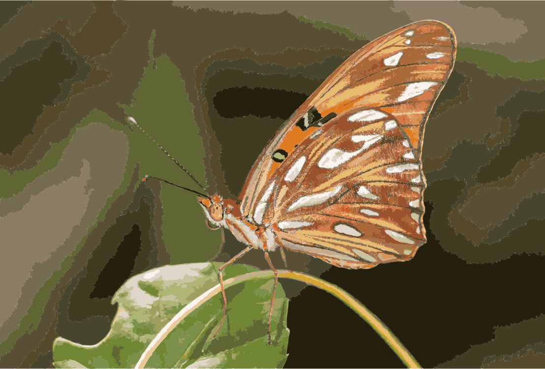Butterfly,Wildlife,Cynthia Subgenus