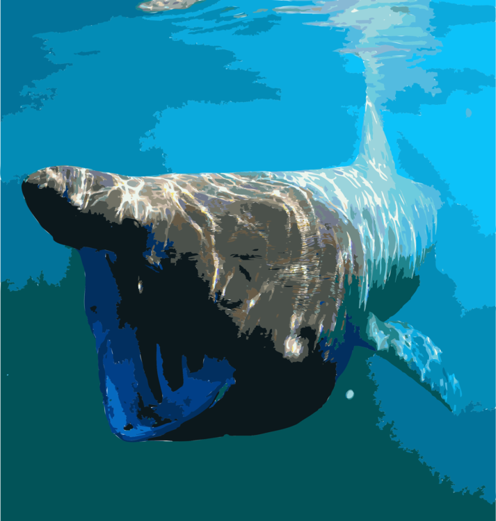 Sperm Whale,Shark,Marine Biology