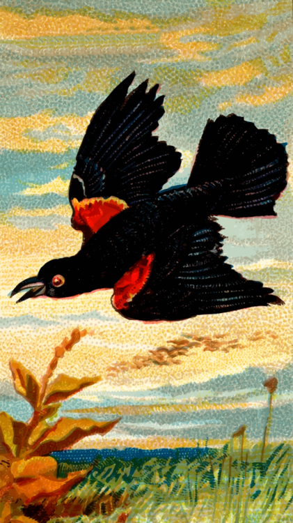 Black Grouse,Water Bird,Red Winged Blackbird