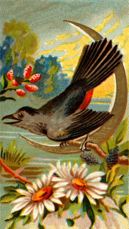 Perching Bird,Beak,Painting