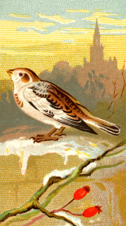 Perching Bird,Savannah Sparrow,Wildlife