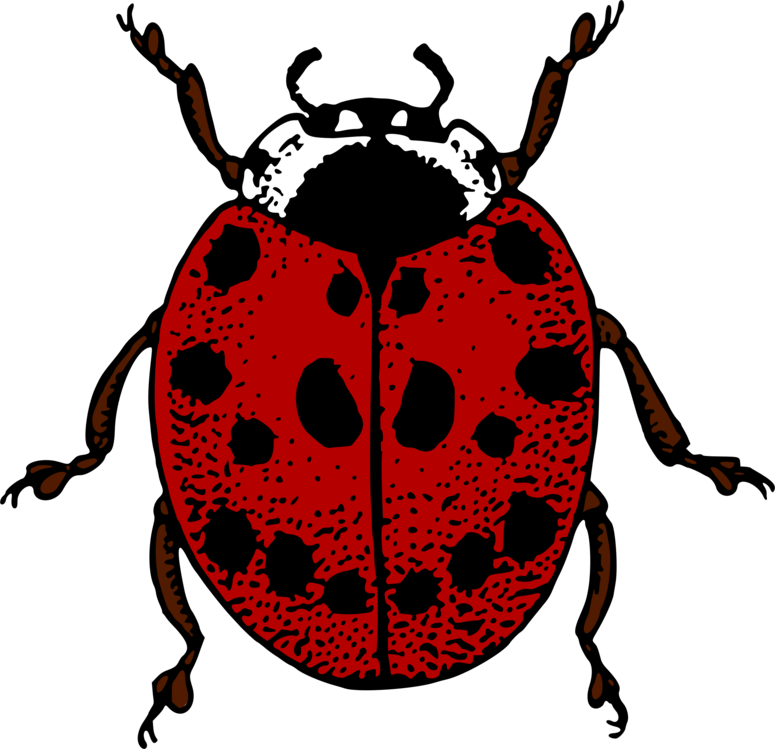 Ladybug,Scarabs,Darkling Beetles