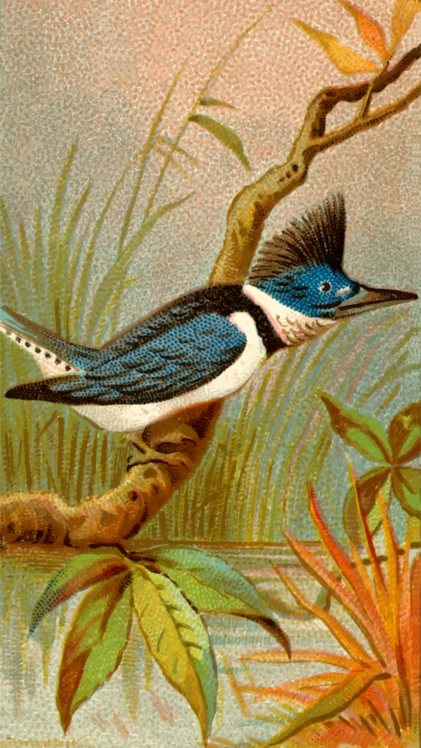 Perching Bird,Watercolor Paint,Laughing Kookaburra
