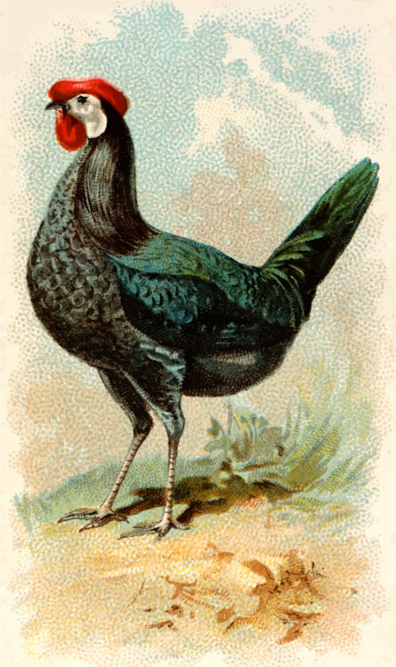 Fowl,Rooster,Galliformes
