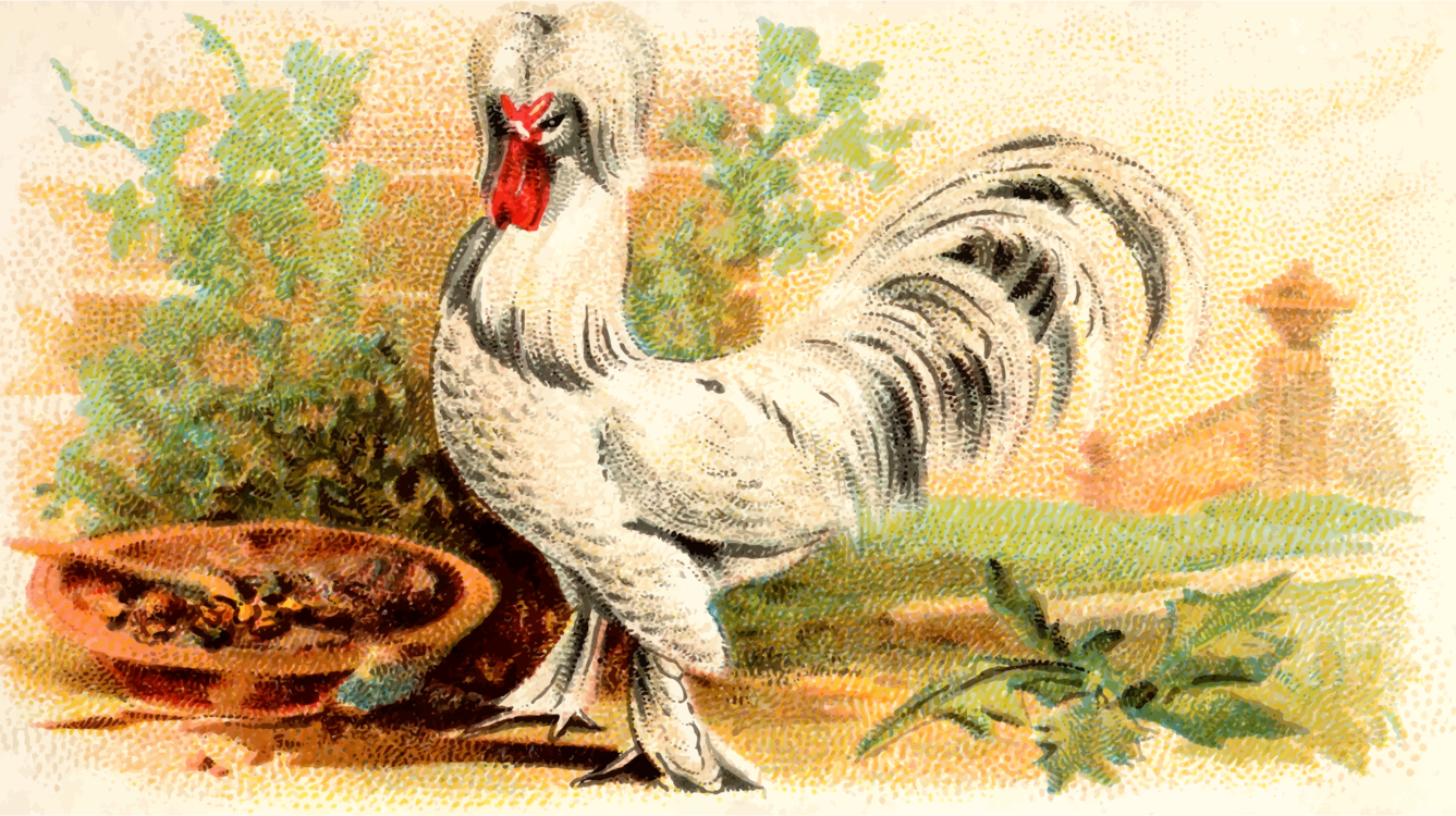 Livestock,Fowl,Rooster
