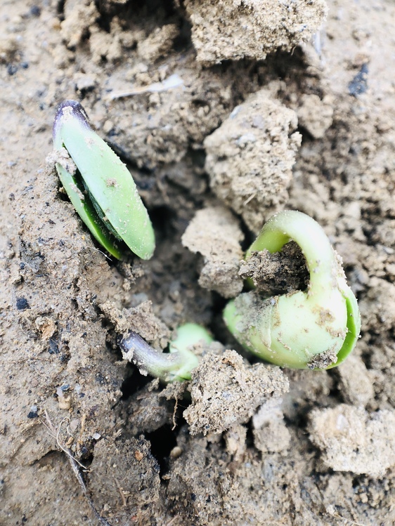 Soil,Plant,Insect