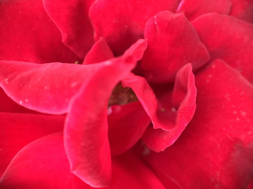Pink,Botany,Closeup