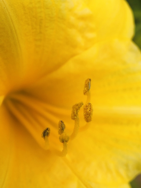 Pollen,Hibiscus,Closeup