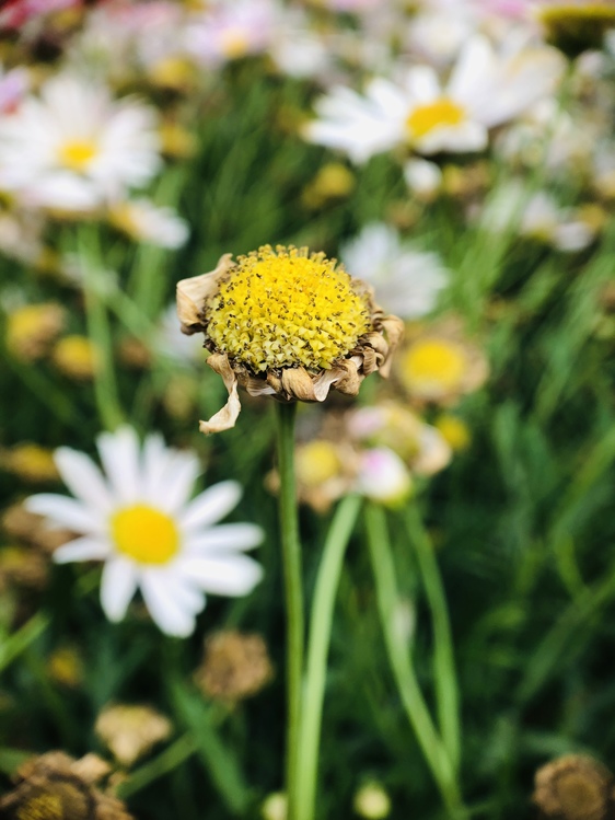 Pollen,Plant,Flower