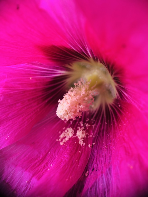 Pink,Pollen,Closeup