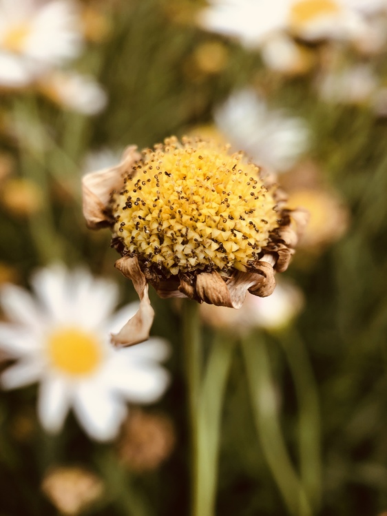 Pollen,Plant,Flower