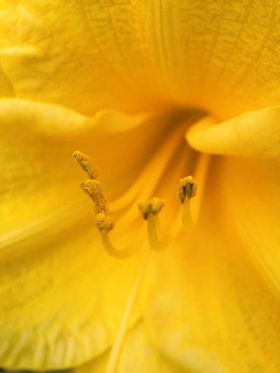 Pollen,Closeup,Flower