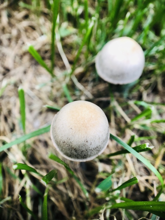 Fungus,Plant,Grass