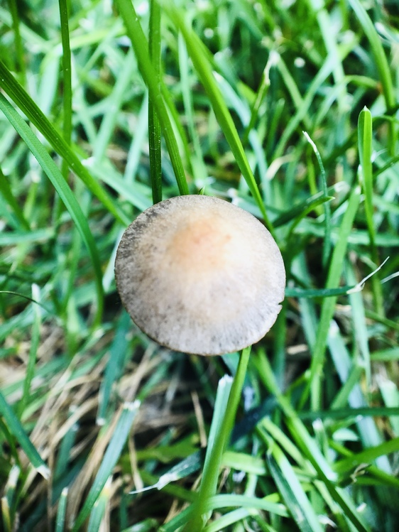 Grass Family,Penny Bun,Medicinal Mushroom