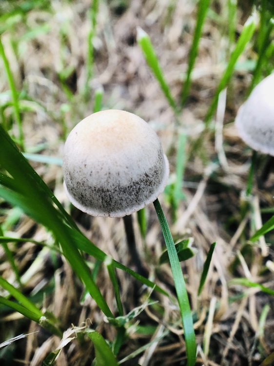 Grass Family,Mushroom,Edible Mushroom