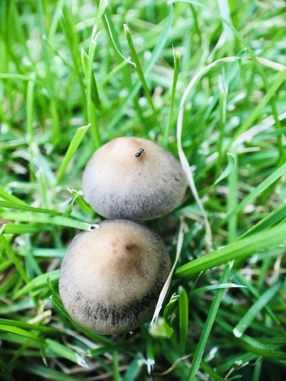 Grass Family,Mushroom,Edible Mushroom