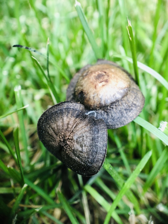 Plant,Snail,Mushroom