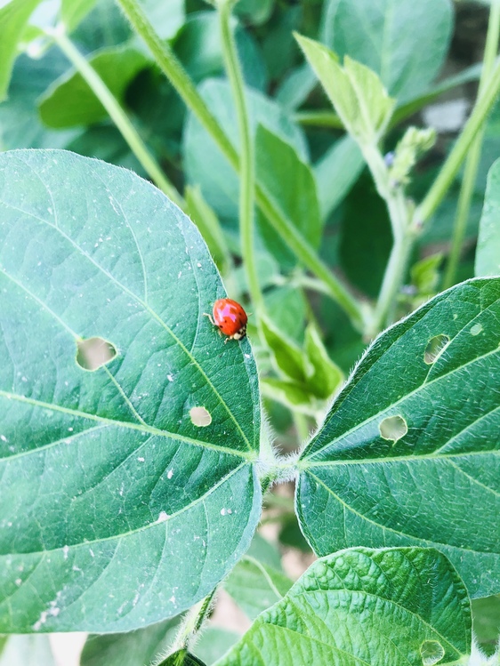 Ladybug,Plant,Flower