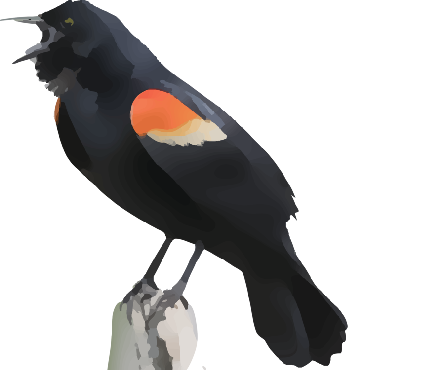Perching Bird,Blackbird,Beak