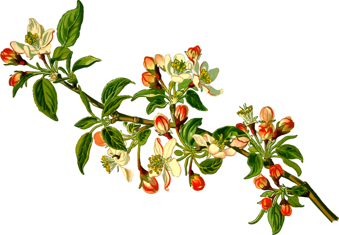 Arctostaphylos,Plant,Flower