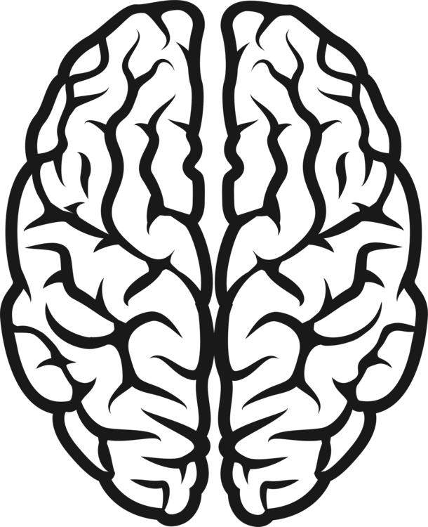 Brain,Head,Symmetry