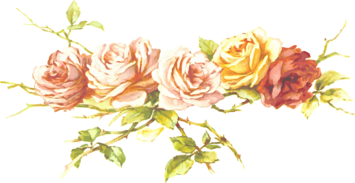 Petal,Rose Order,Plant