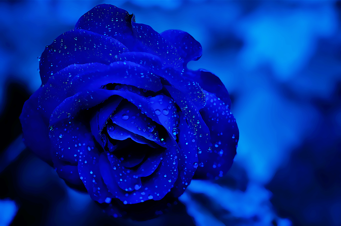 Blue,Flower,China Rose