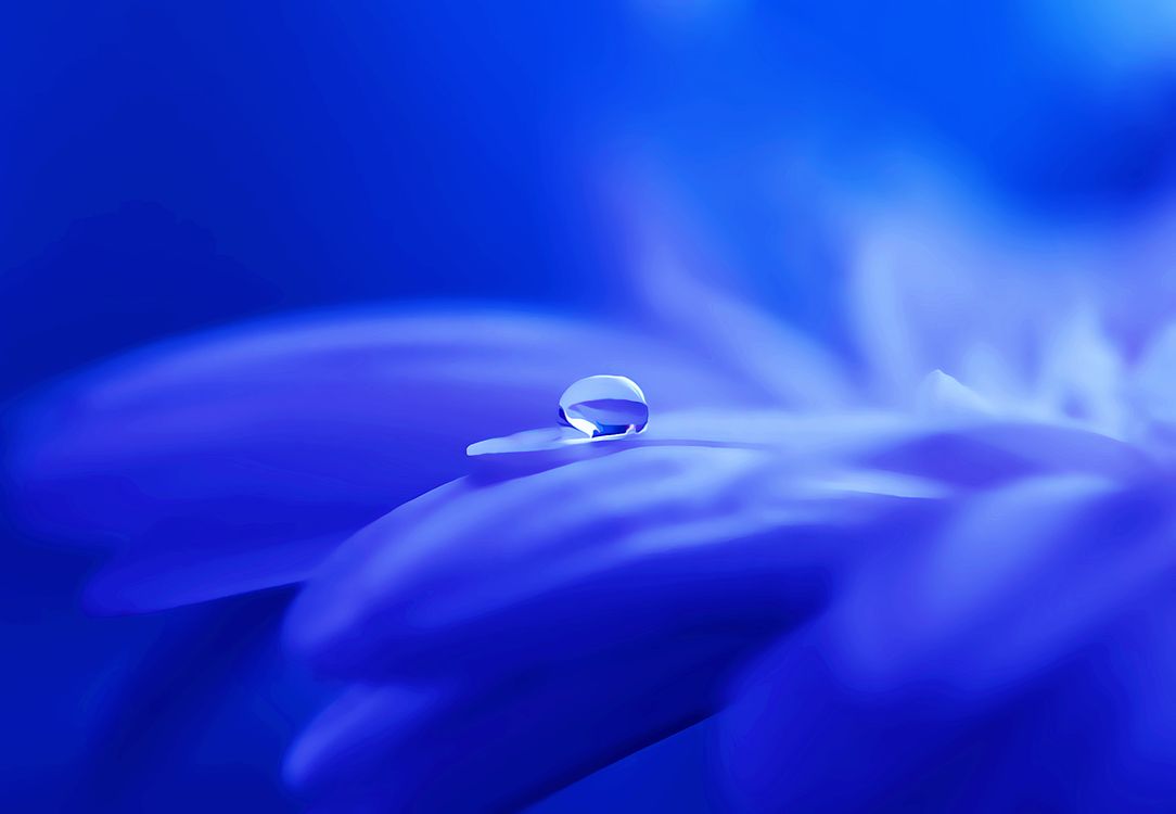Blue,Closeup,Flower