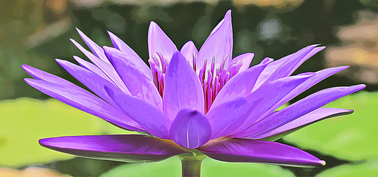 Flower,Perennial Plant,Purple