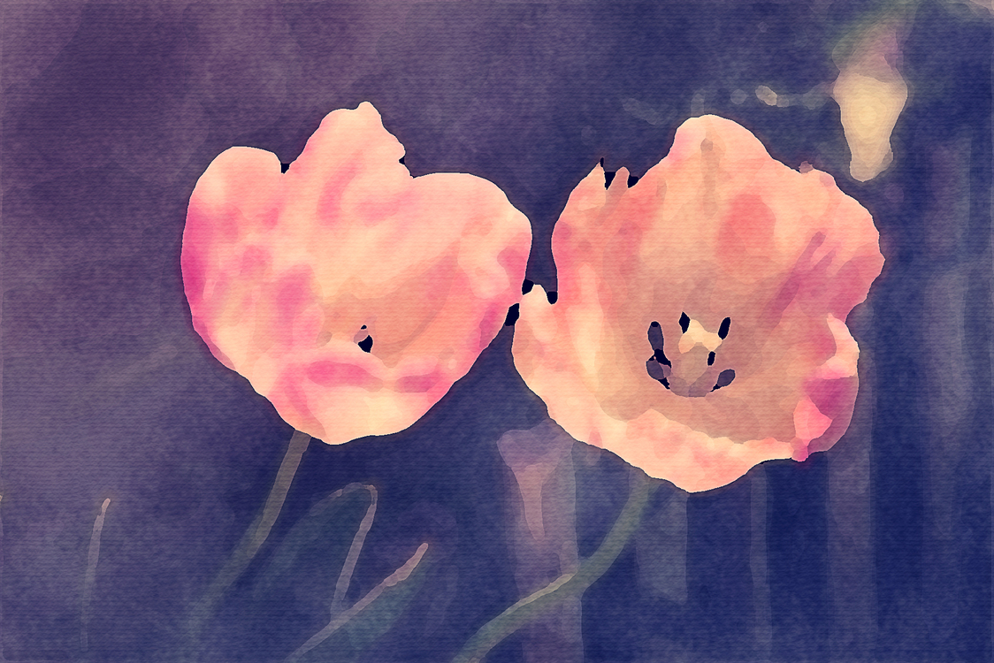 Pink,Watercolor Paint,Flower