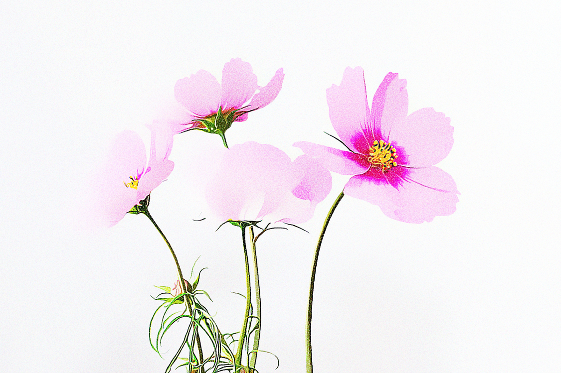 Pink,Botany,Plant