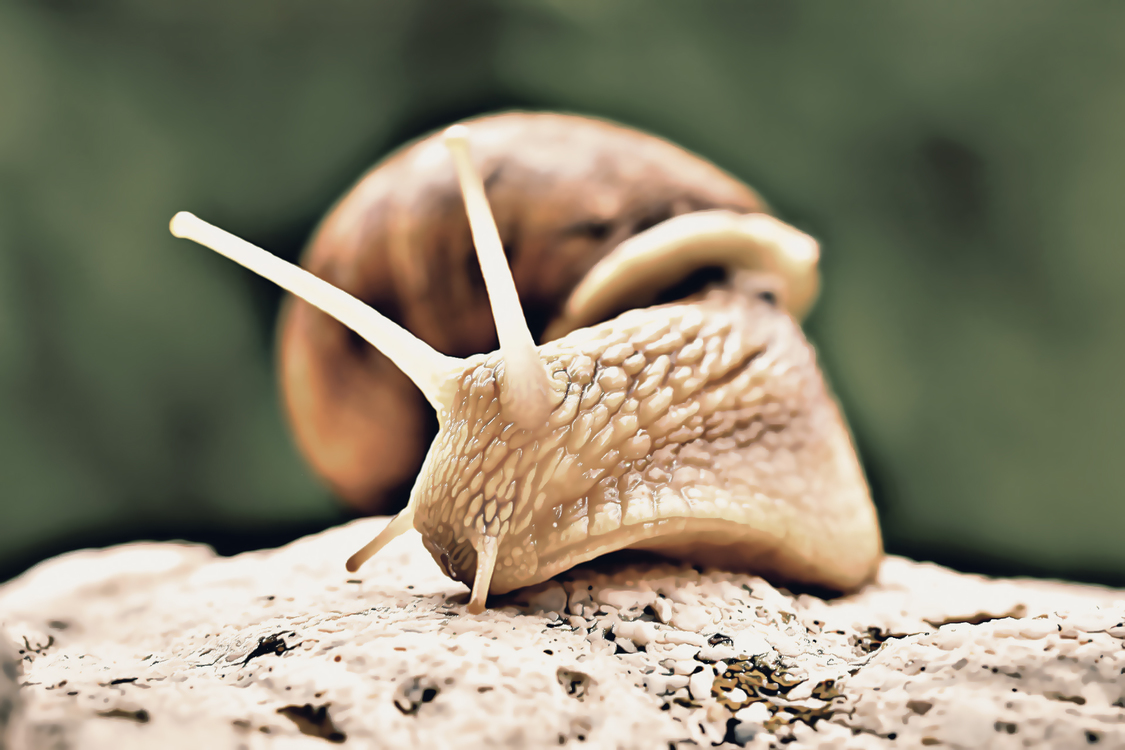 Closeup,Snail,Photography