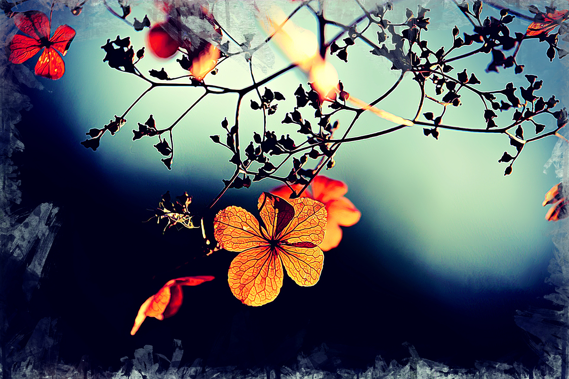 Butterfly,Plant,Flower