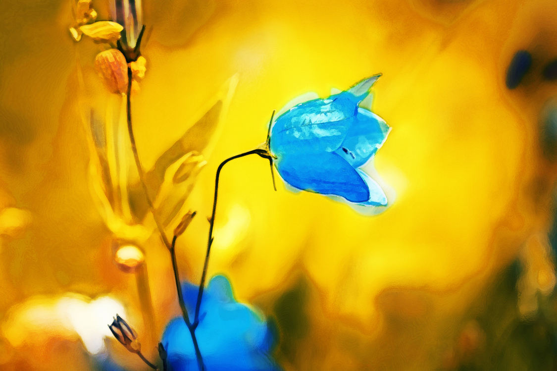 Blue,Closeup,Flower
