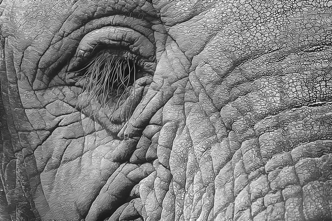 Closeup,Indian Elephant,Eye