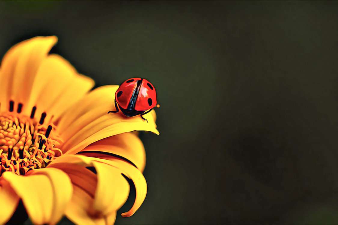 Pollen,Butterfly,Closeup