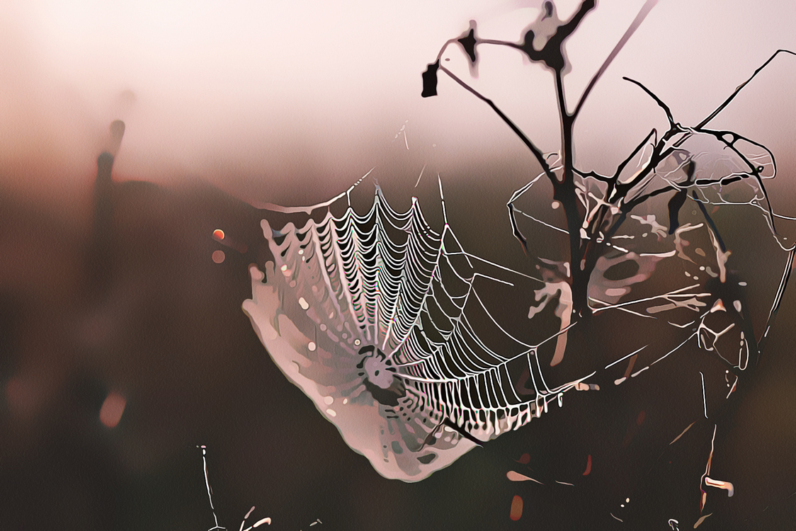 Stock Photography,Spider Web,Leaf