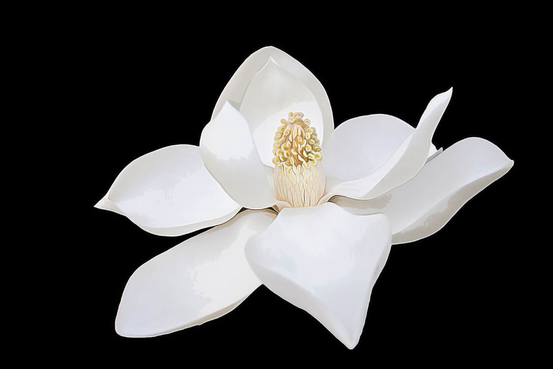 Plant,Flower,Southern Magnolia