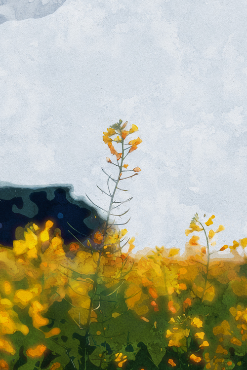 Mustard Plant,Summer,Plant