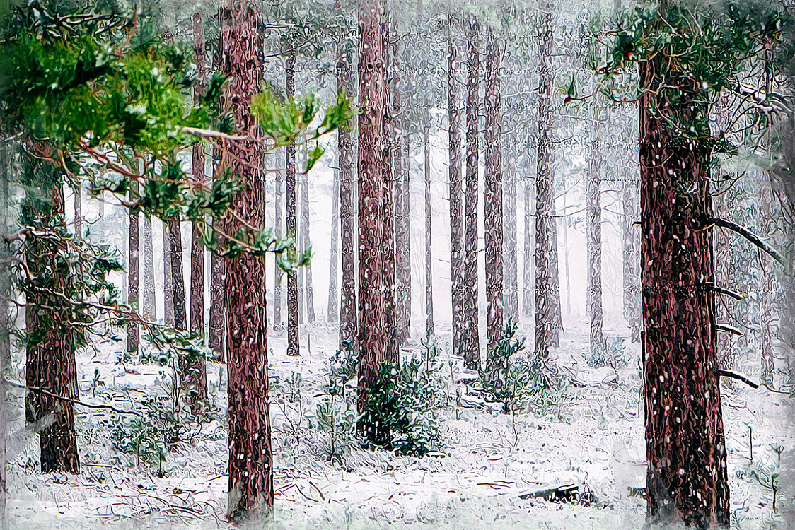 Biome,Winter,Oldgrowth Forest