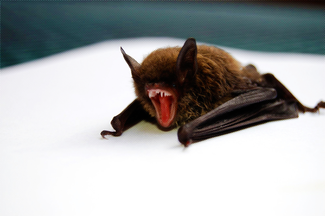 Mouse Eared Bat,Bat,Vampire Bat