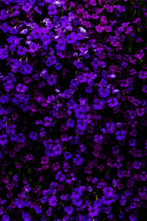 Plant,Lilac,Purple