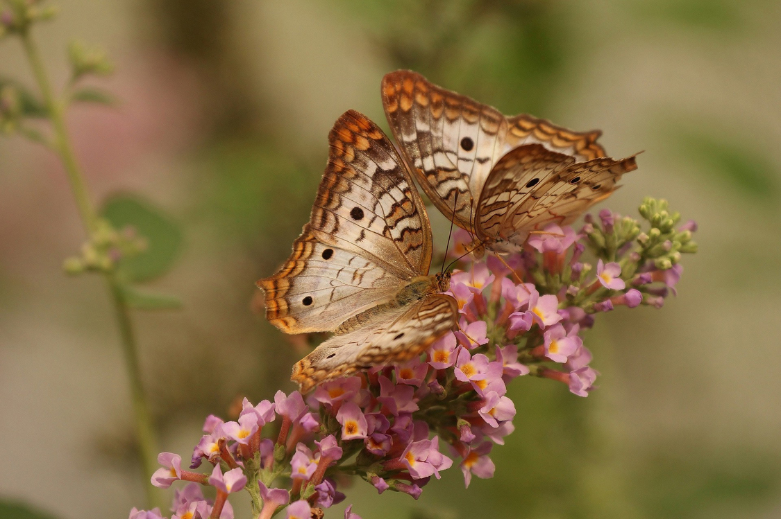 Butterfly,Plant,Cynthia Subgenus