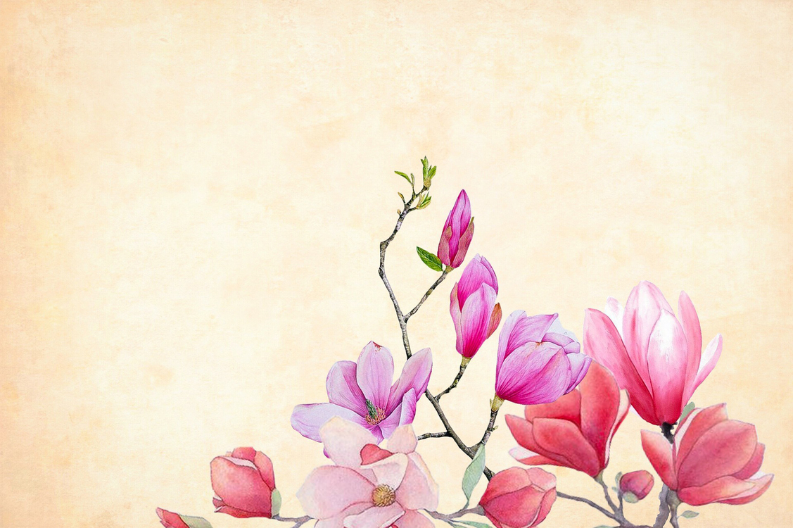 Pink,Siam Tulip,Flower