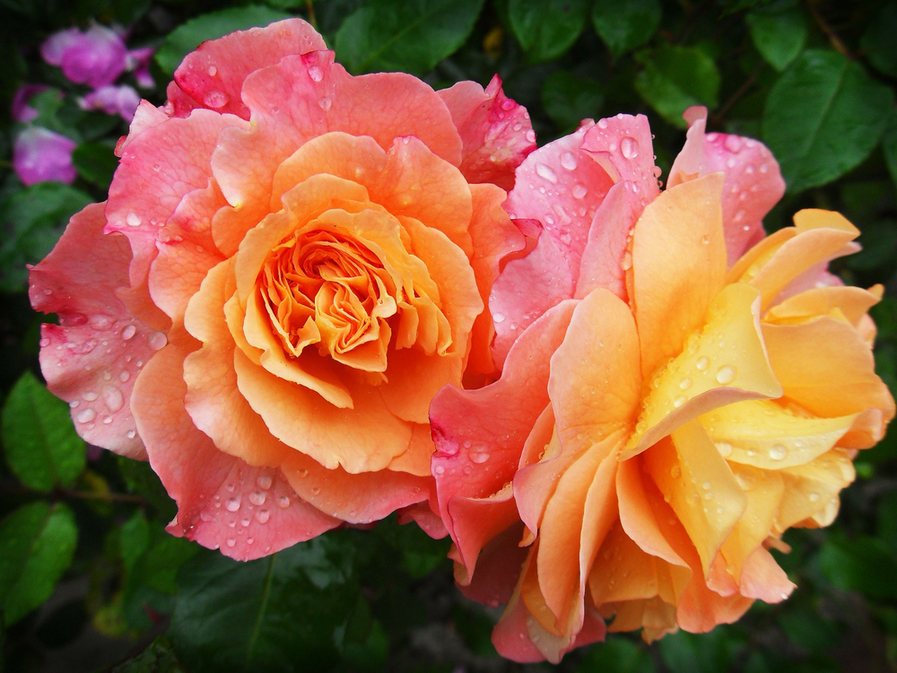Pink,Flower,China Rose