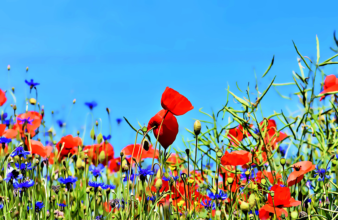 Flower,Sky,Field