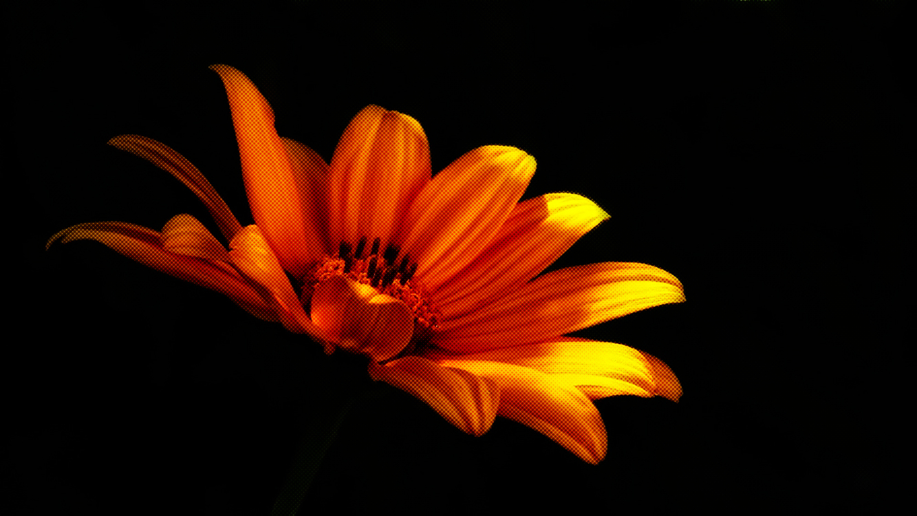 Gazania,Flower,Closeup